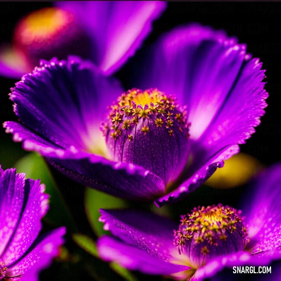 Close up of a bunch of purple flowers with water droplets on them and a black background with a yellow center