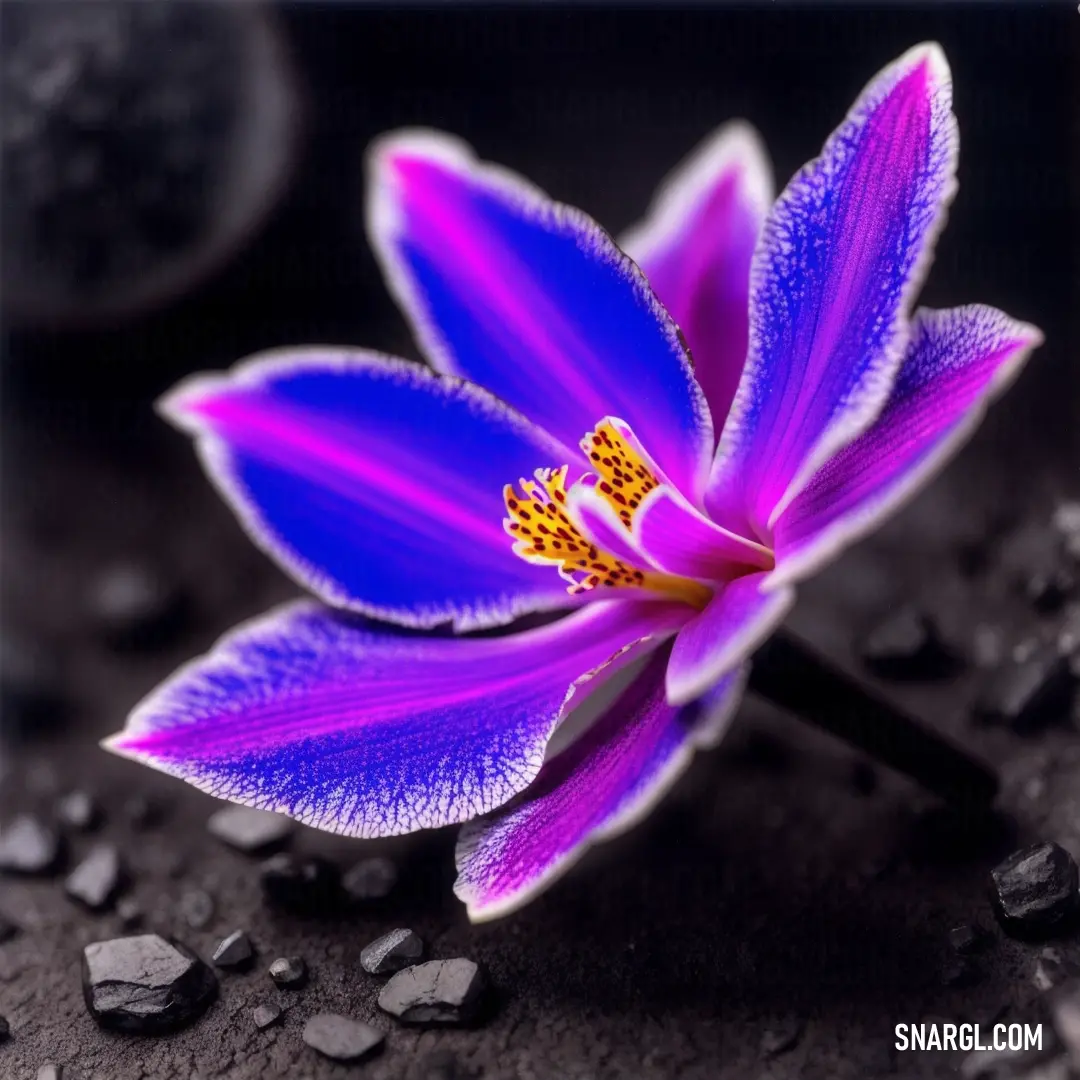 Purple flower with yellow stamen on a black background with rocks and gravels around it