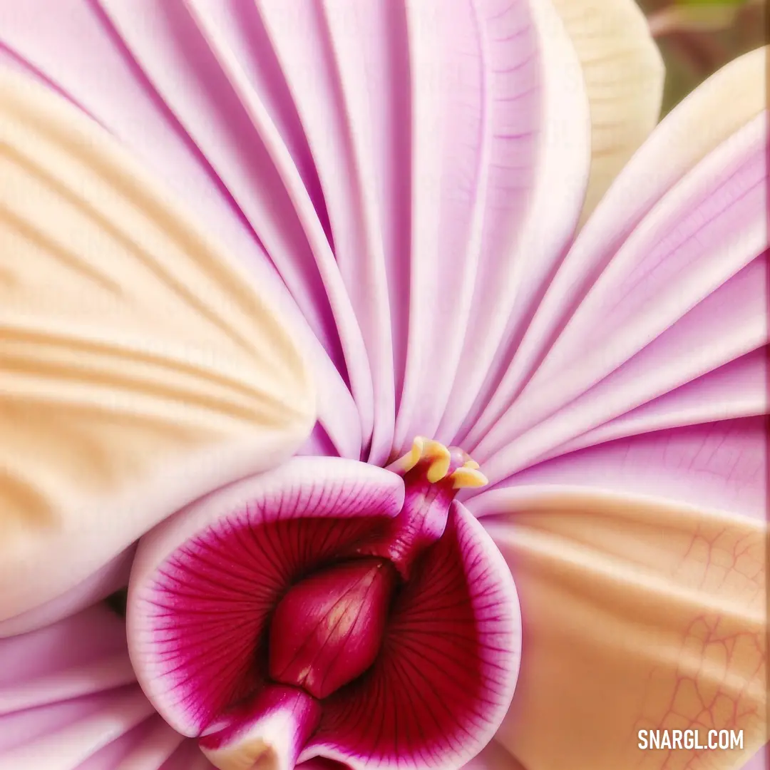 Close up of a flower with a blurry background of the petals