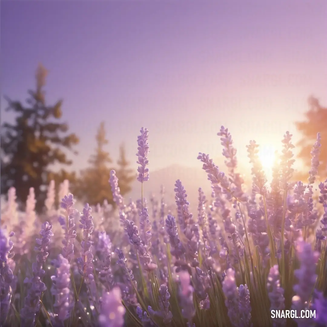 Field of lavender flowers with the sun shining in the background. Color Purple Mountain\'s Majesty.