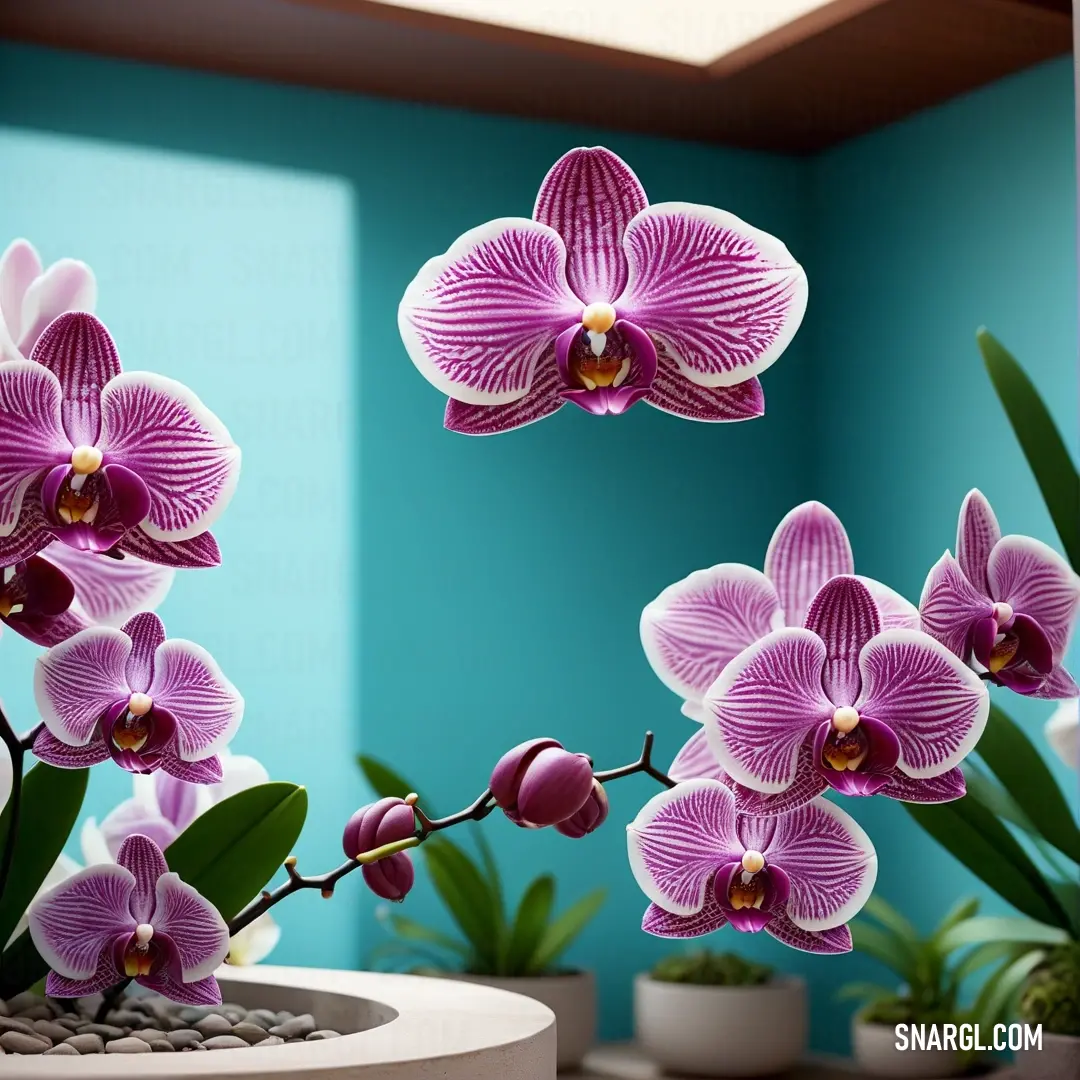Purple orchid plant in a pot with rocks and plants in it in a room with blue walls. Example of RGB 128,0,128 color.