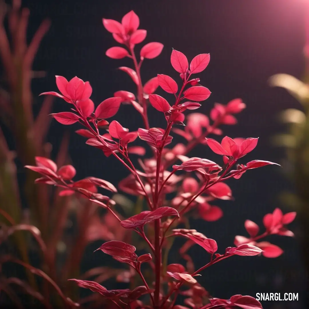 A detailed close-up of a plant adorned with stunning red flowers, elegantly paired with a subtle background, offers a refreshing view into the beauty of nature's vibrant colors.