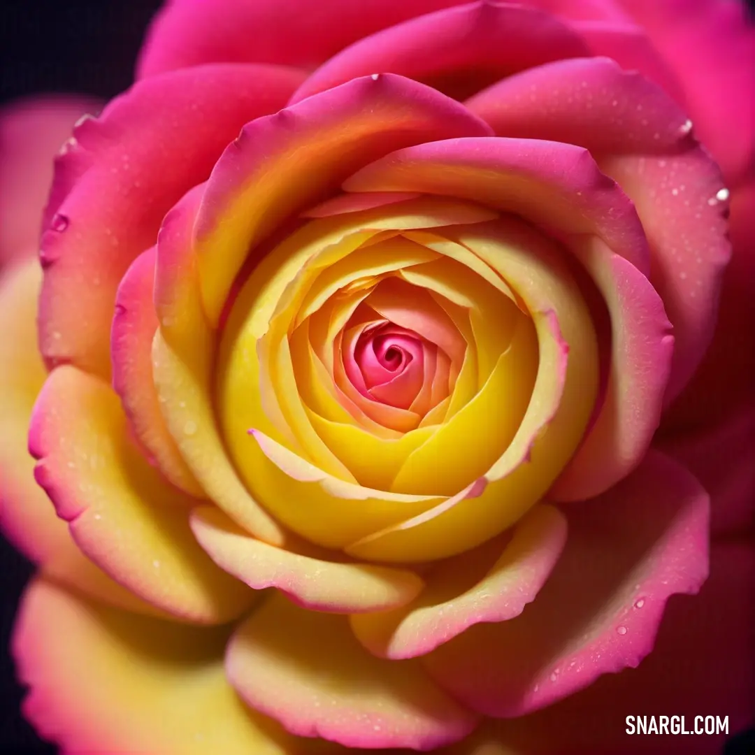 A close-up view of a delicate pink and yellow rose adorned with shimmering water droplets, showcasing its soft texture and intricate petal details that embody freshness and beauty.