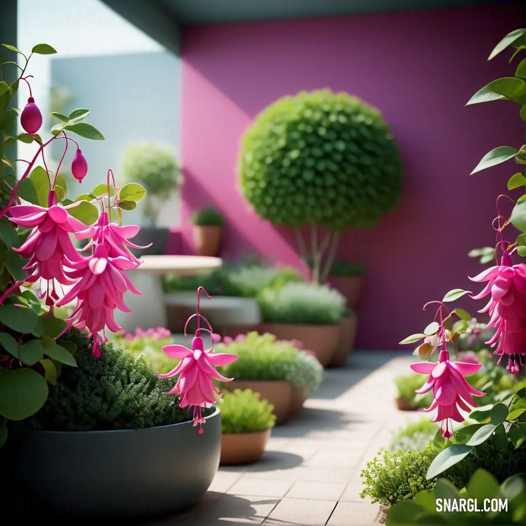 RAL 510-3 color. Garden with pink flowers and green plants in pots on the ground and a pink wall behind it