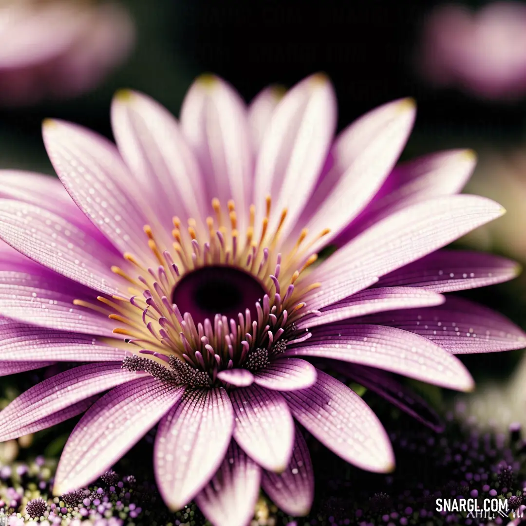 Purple flower with a yellow center surrounded by other flowers and leaves on a green surface with water droplets