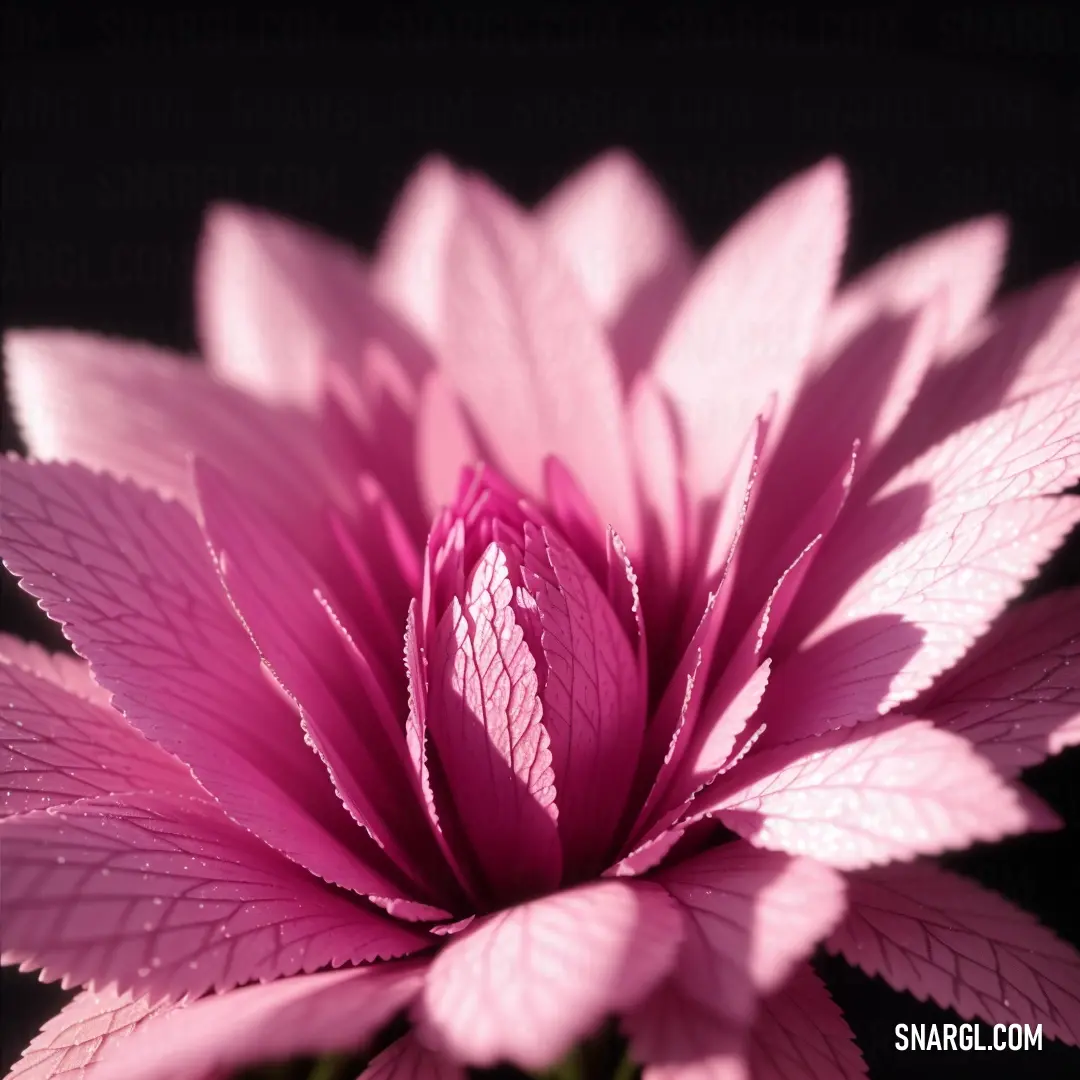 Pink flower with a black background is shown in this picture