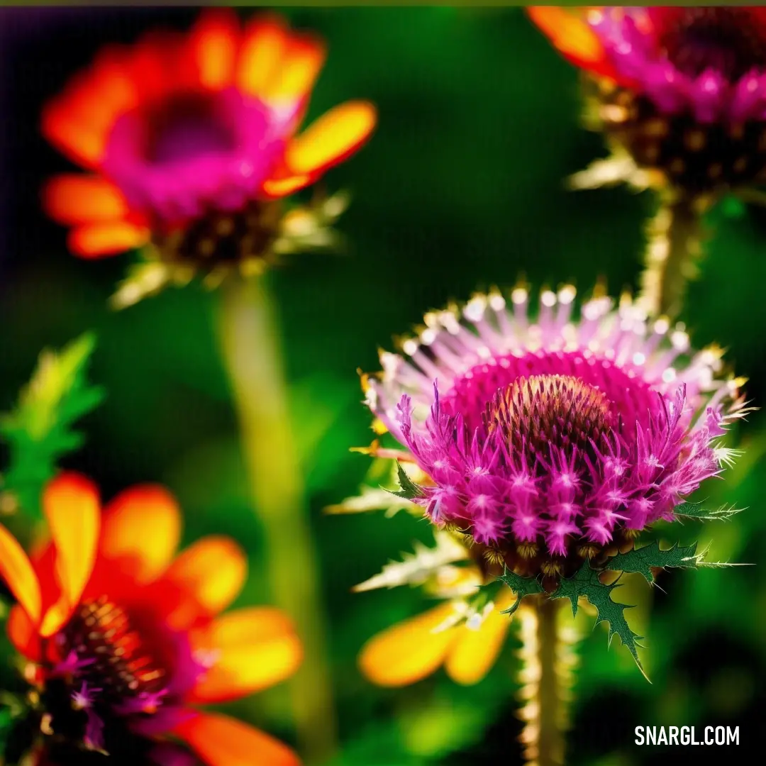 A close-up of a vibrant bunch of flowers, their colorful petals standing out against a softly blurred background. The vivid pinks and reds create a sense of beauty and freshness, with an overall tone that is bold and lively.