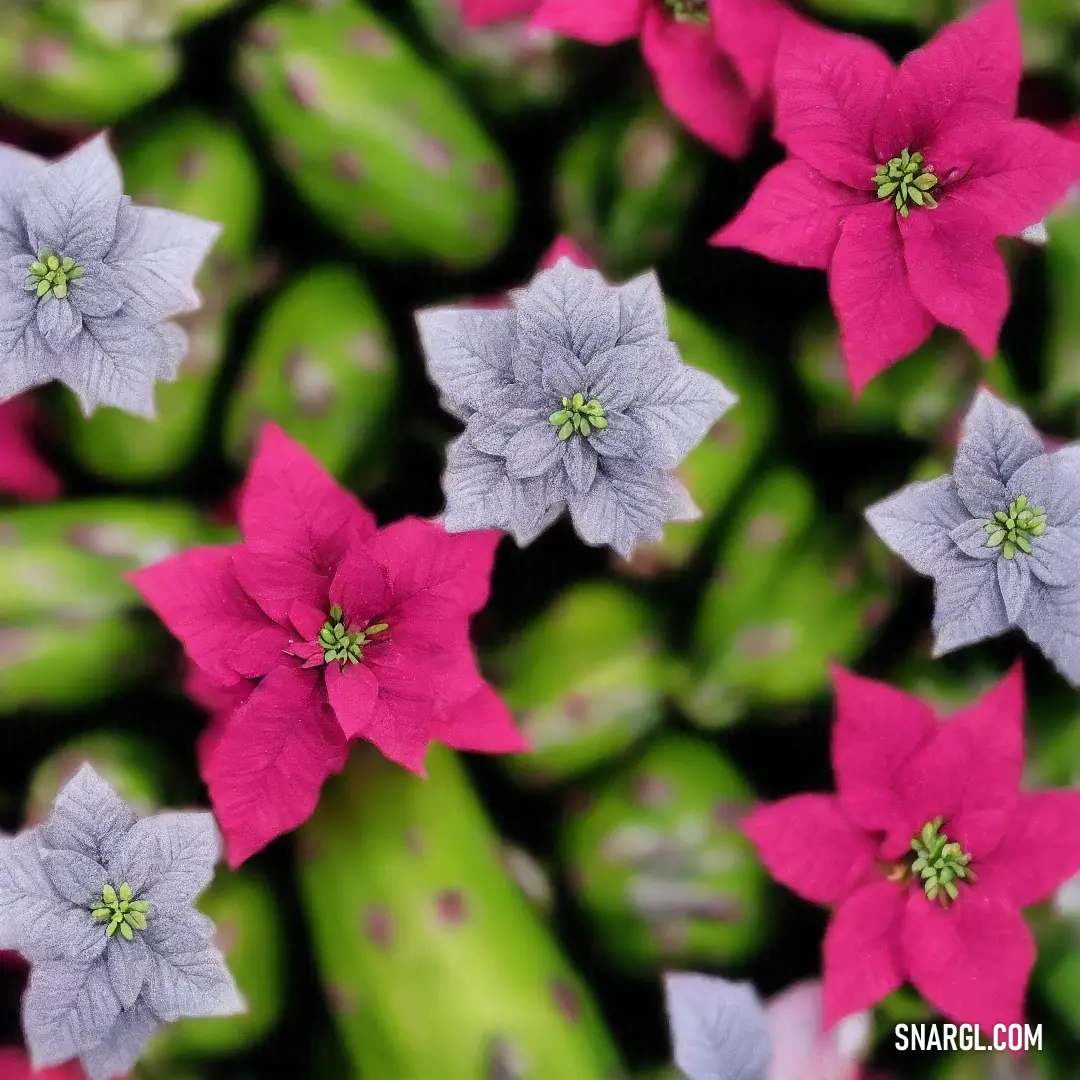 Group of flowers on a plant together, with a green background. Color RGB 227,11,93.