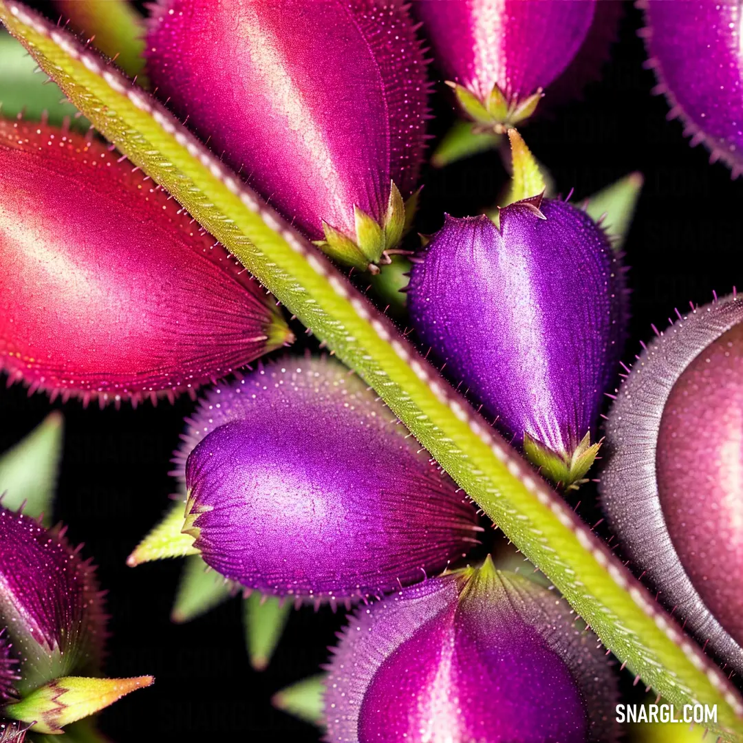 Close up of a flower with a stem and leaves in the background with a black background