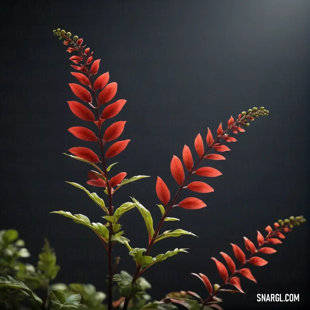 Plant with red flowers and green leaves on a black background. Color Red Orange.