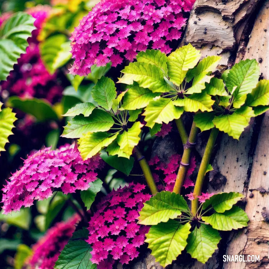 PANTONE 239 color example: Bunch of flowers that are growing on a tree trunk in the woods