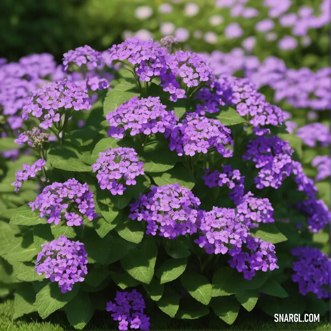 Rich lilac color. Bush of purple flowers in a garden with green leaves and grass in the background