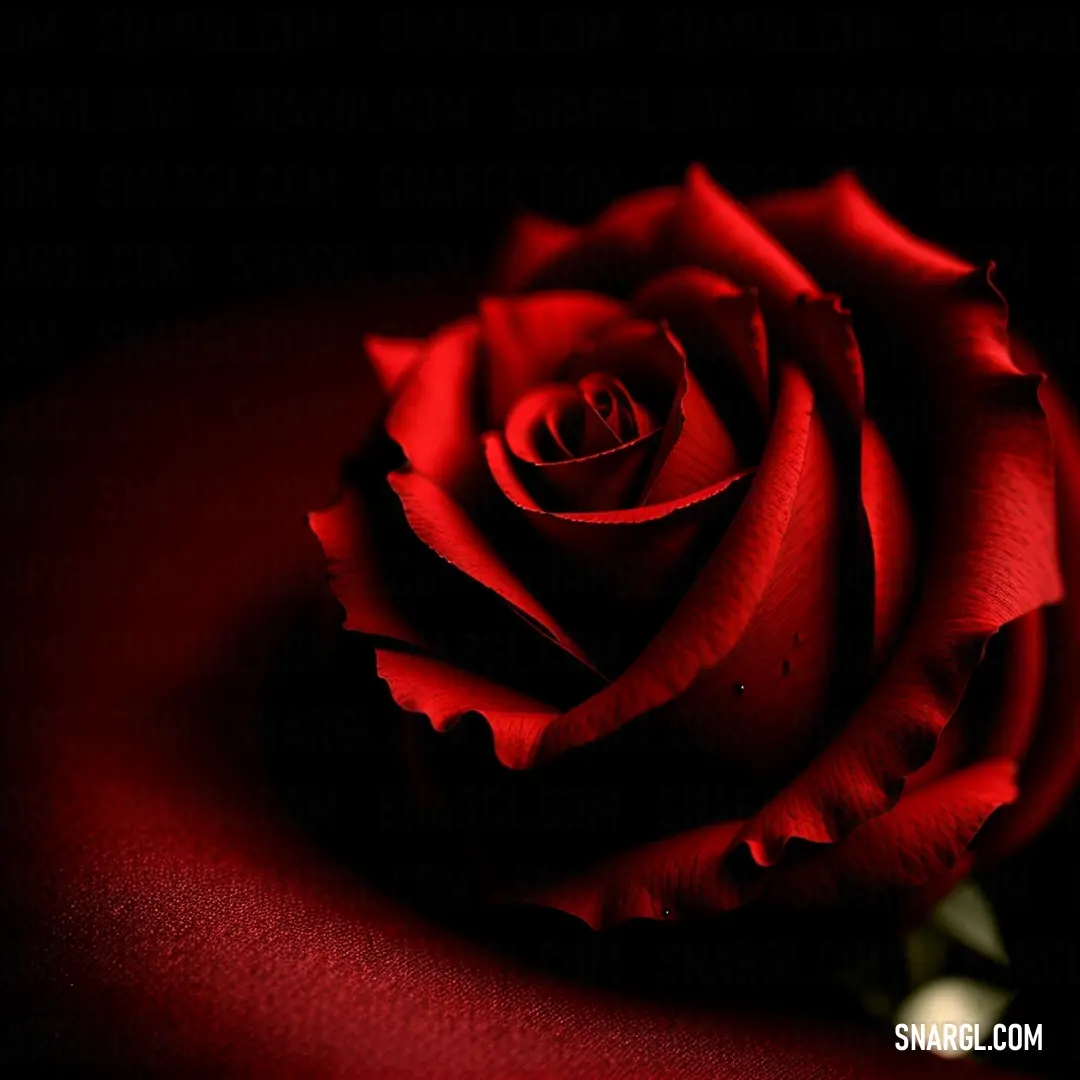 Red rose is on a black surface with a shadow of the rose on the table top of the table. Example of Rosso corsa color.