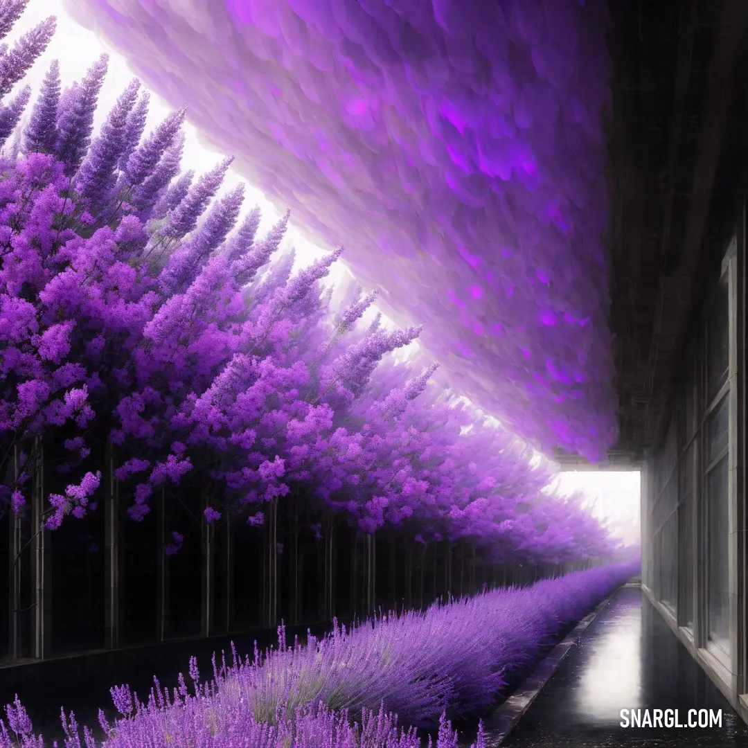 Tunnel of lavender flowers in a field of lavenders in a tunnel of lavenders in a field. Color Royal purple.