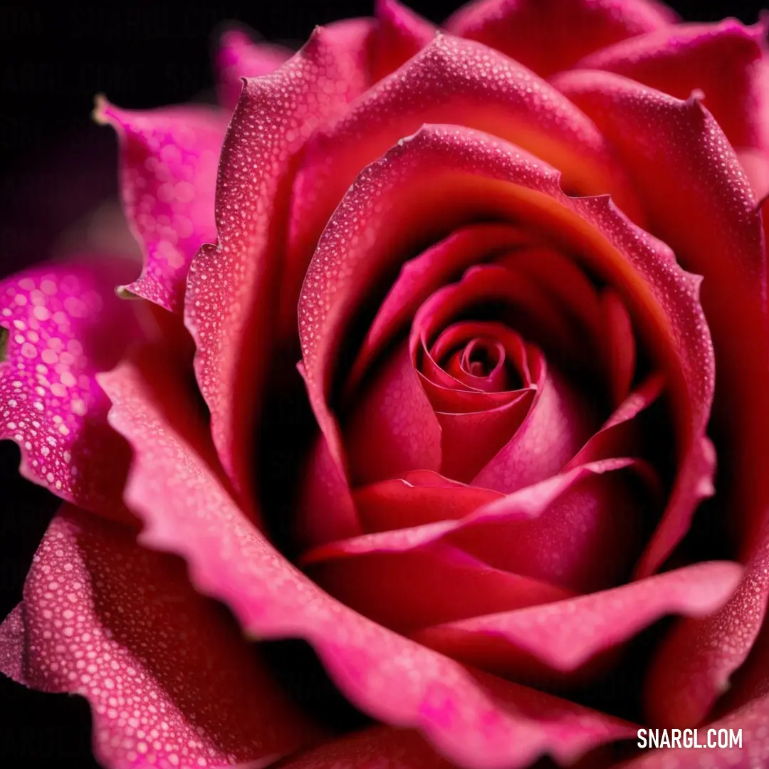 A beautiful pink rose, with droplets of water clinging to its soft petals. The petals are gently opening, revealing their delicate texture, as if captured just after a refreshing morning rain.