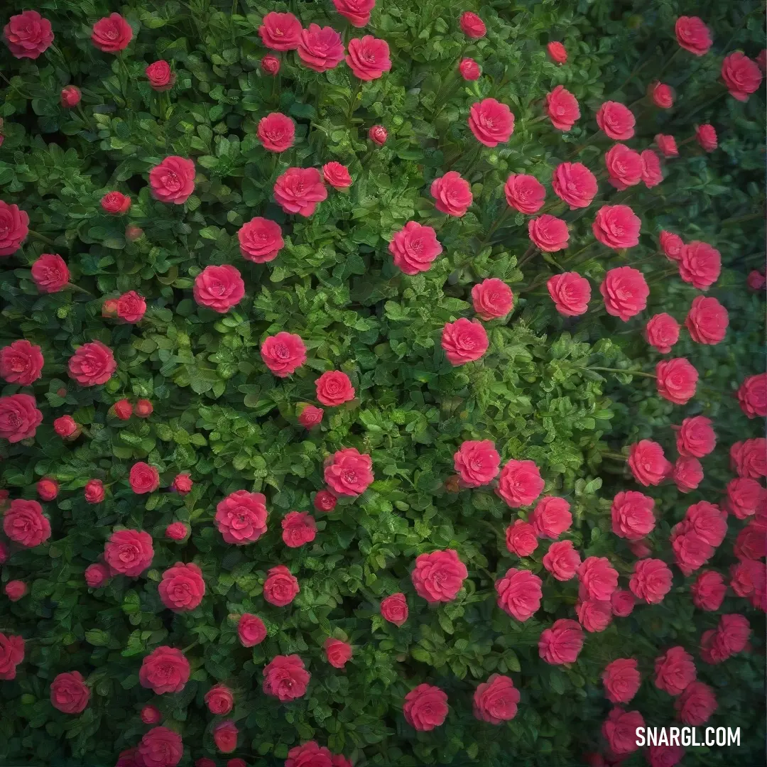 A lush bush teeming with blooming pink roses exquisitely contrasts against the vibrant greens of surrounding foliage, creating a lively display that celebrates nature's beauty and diversity.