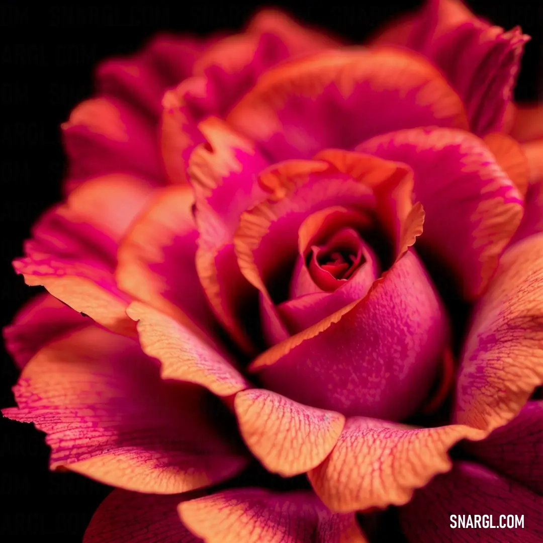 A stunning close-up reveals a vivid pink and yellow flower against a dramatic black backdrop, highlighting the intricate details and brilliance of nature's design, evoking feelings of vibrancy and elegance.