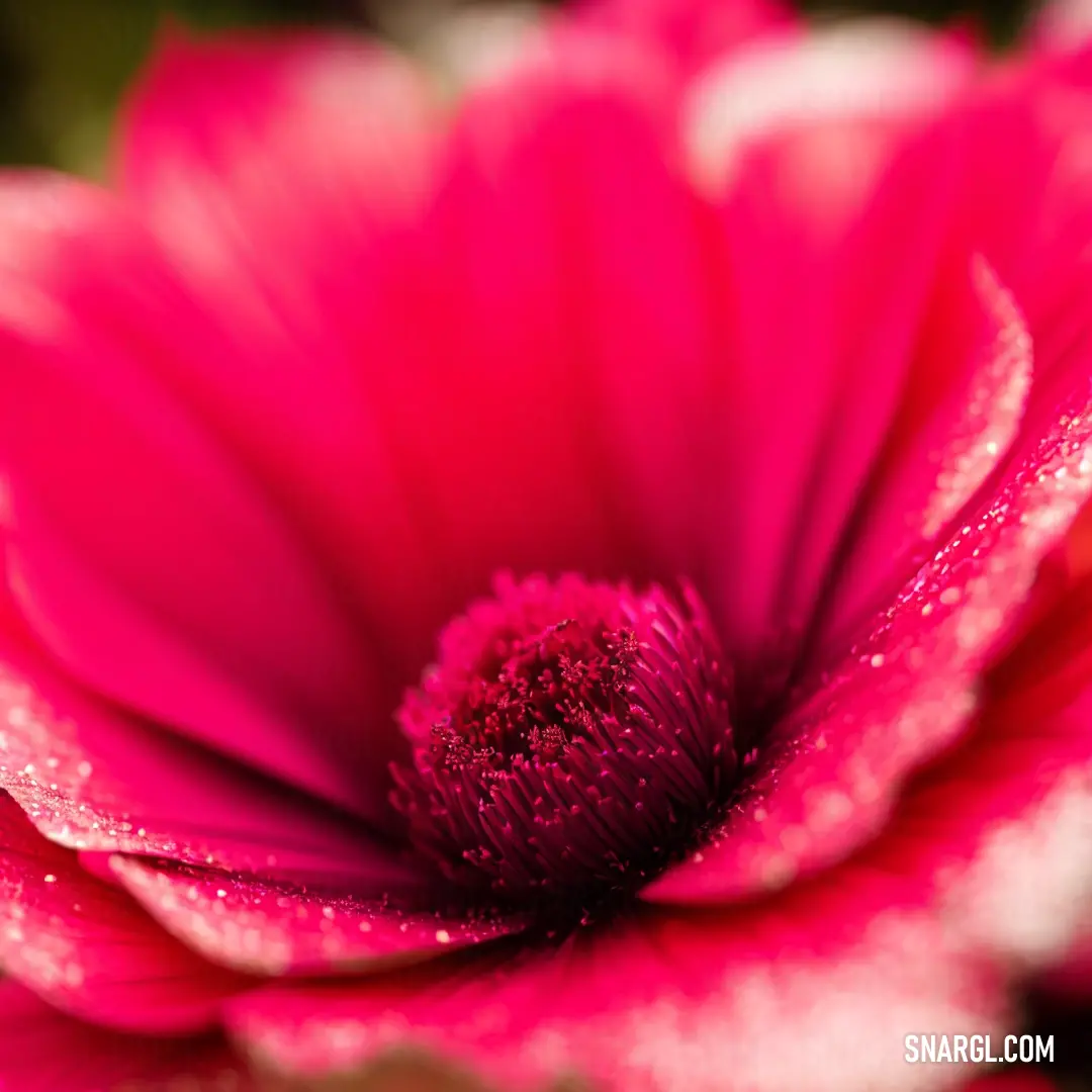 Pink flower with water droplets on it's petals and a green background with a white spot in the center