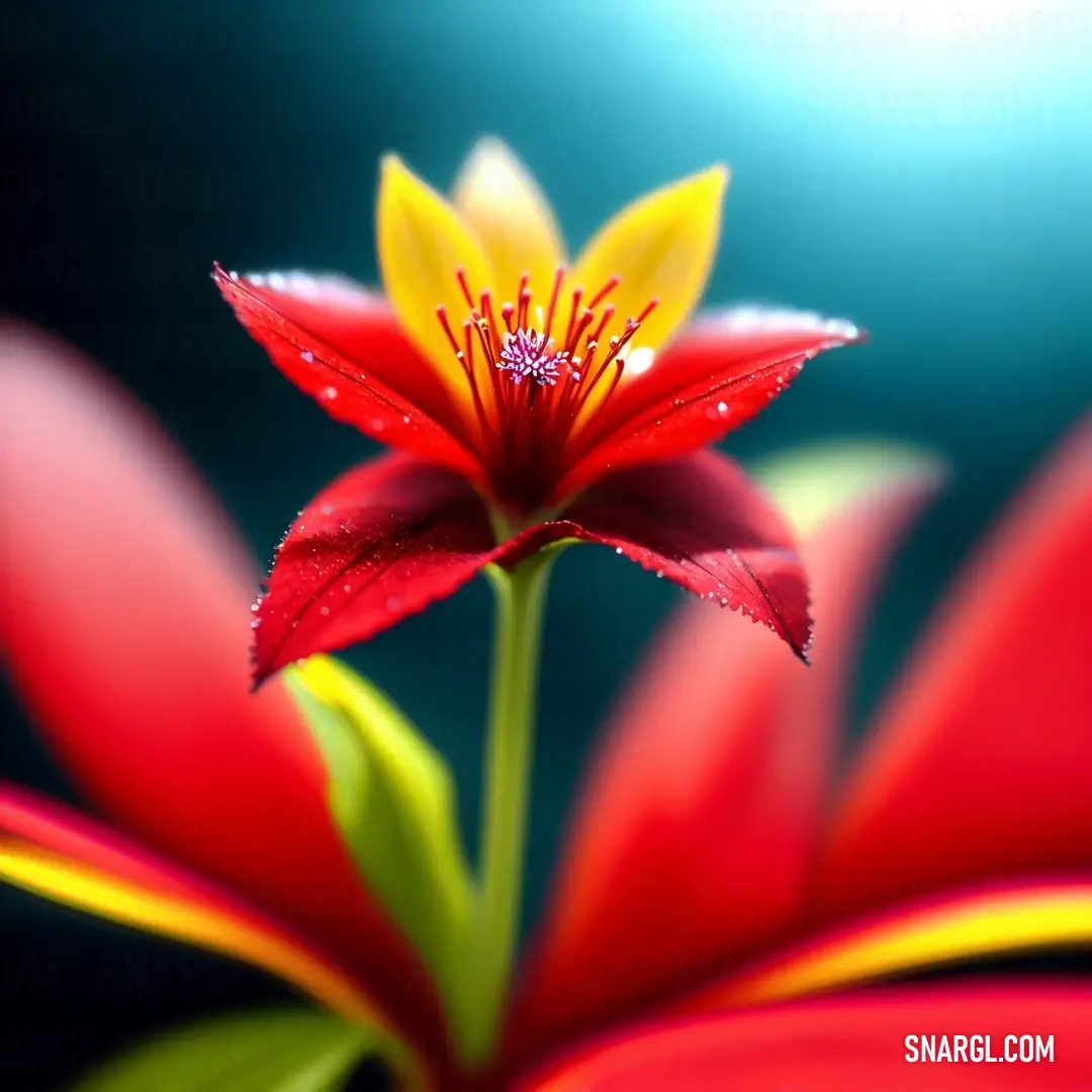 Red flower with yellow and red petals with water droplets on it's petals and a blue background