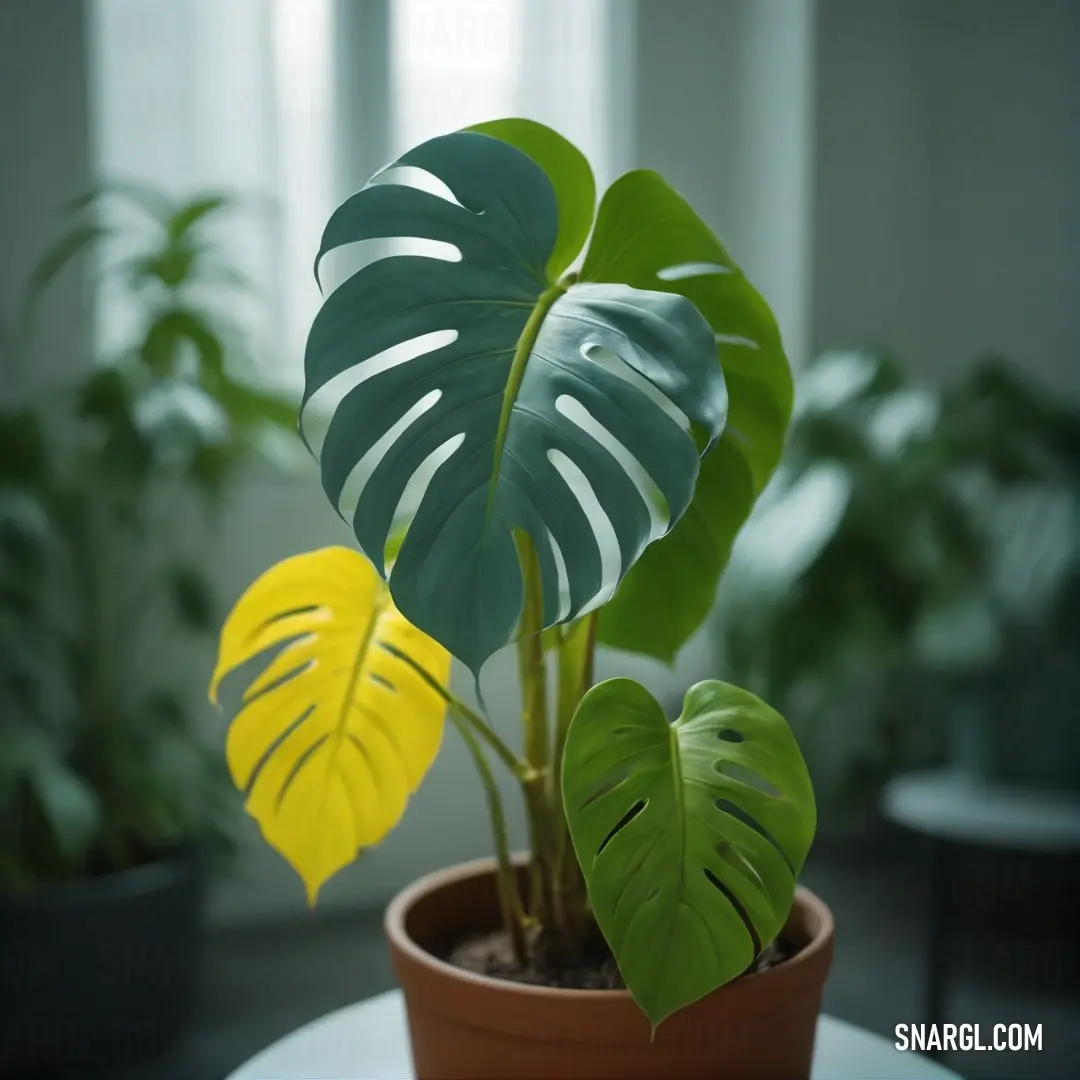Potted plant with a green leaf on a table in a room with a window and a curtain. Color CMYK 100,0,27,66.