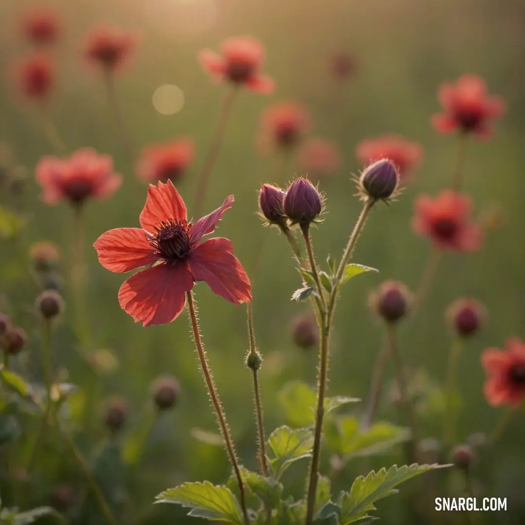 A breathtaking field drenched in vibrant red flowers stretches toward a horizon kissed by sunlight, capturing the essence of a serene and picturesque landscape in full bloom.