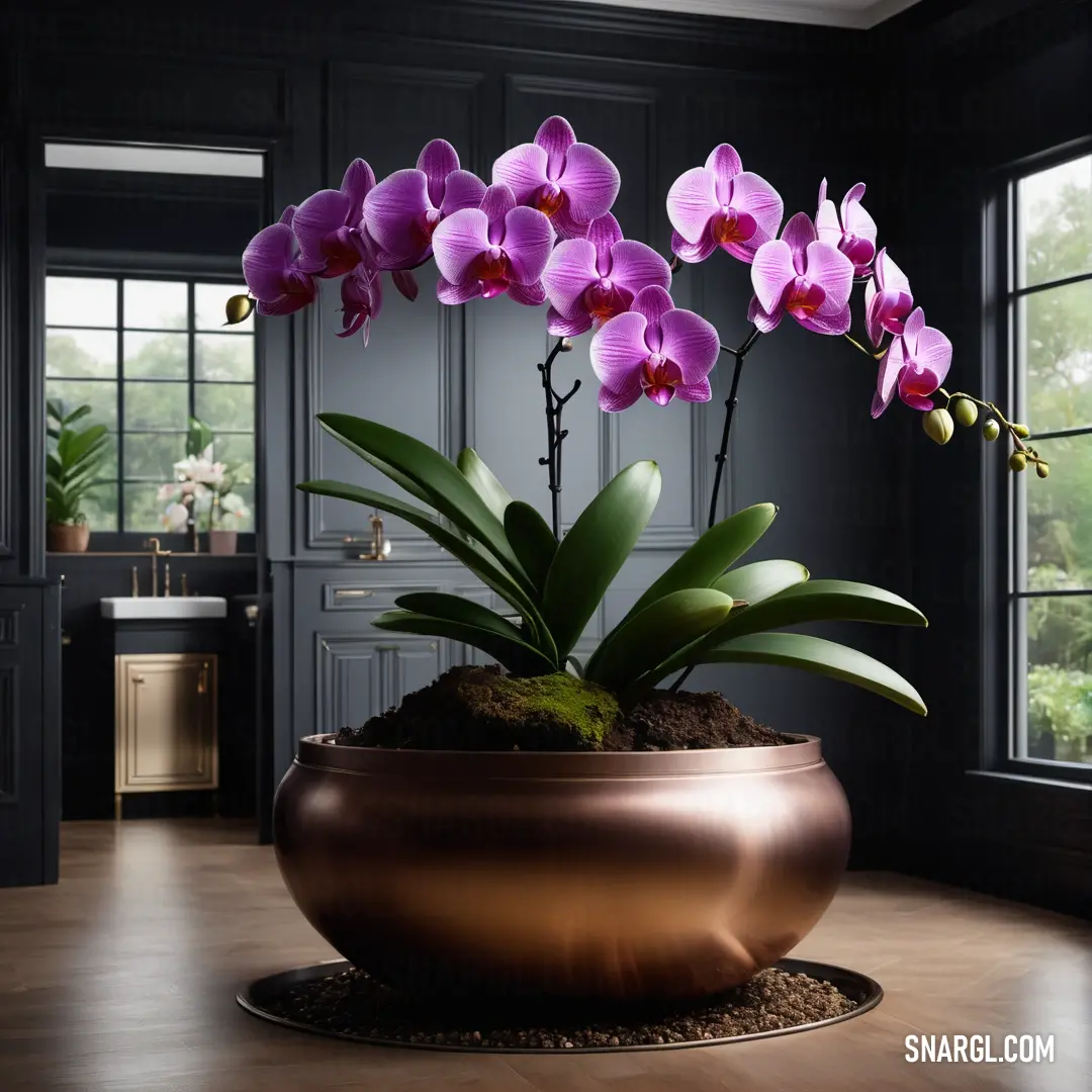 Sana color. Potted plant with purple flowers in a room with a window and a sink in the background
