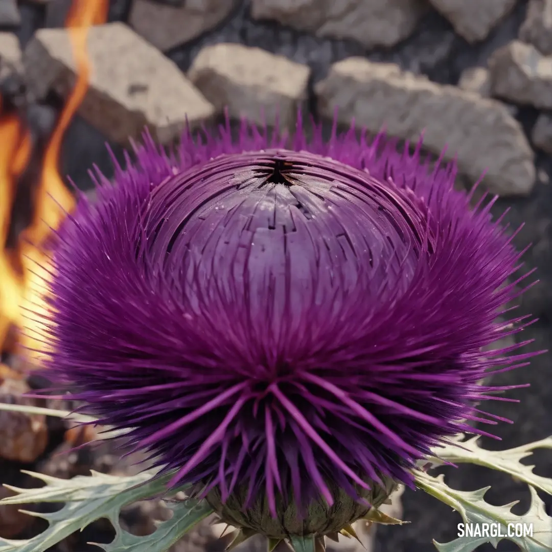 Purple flower with a fire in the background. Example of RGB 136,0,120 color.
