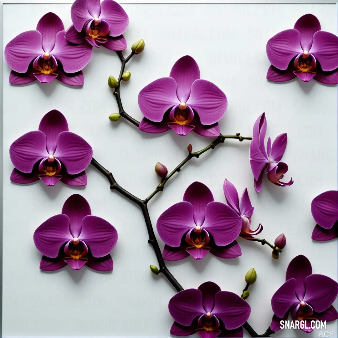 Branch with purple flowers on it and a white background. Example of CMYK 0,100,12,47 color.