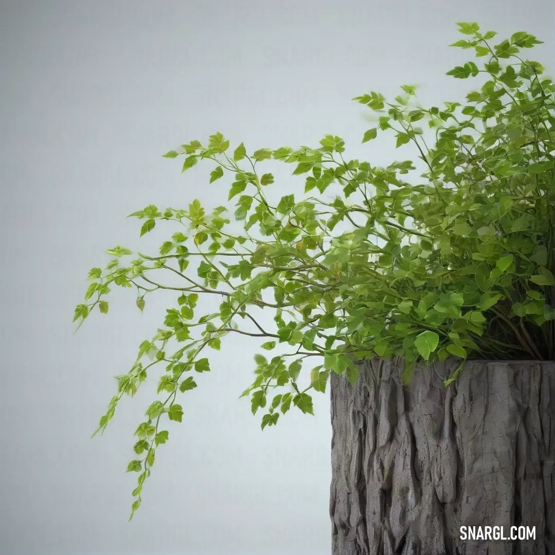 Plant in a wooden vase with a white background. Example of Sap green color.