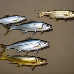 Sardinella