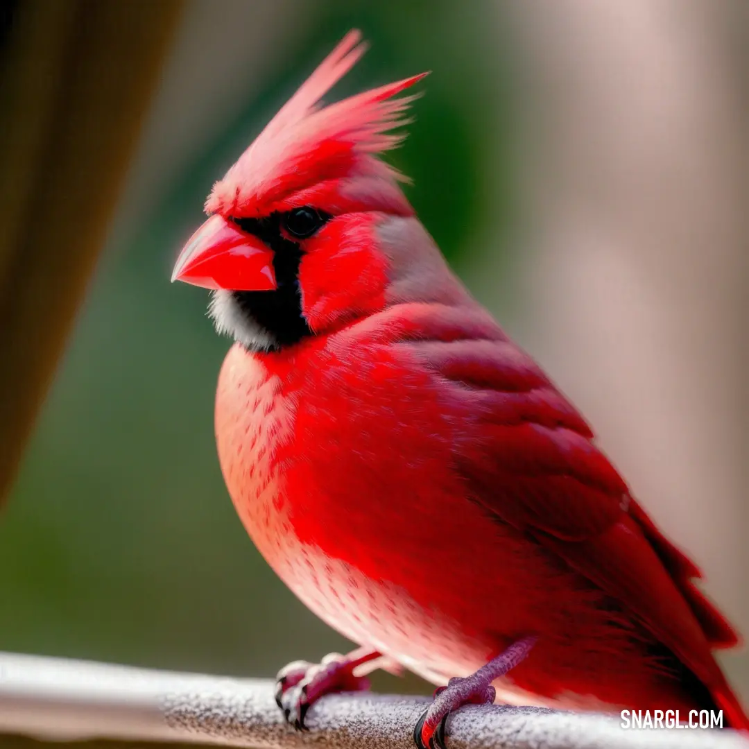 Scarlet color. Red bird with a black face and a white chest on a branch with a blurry background