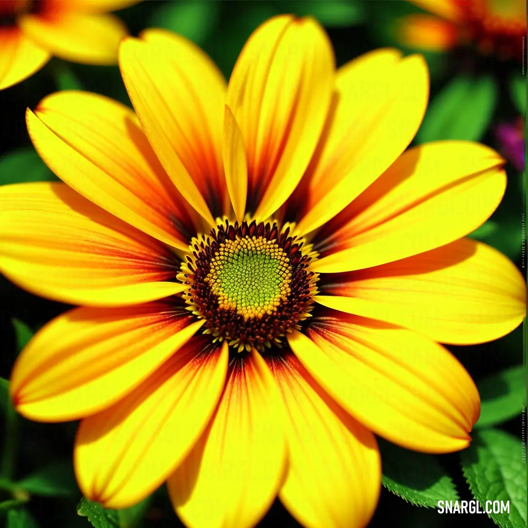 Close up of a yellow flower with green leaves in the background and a yellow center surrounded by other flowers