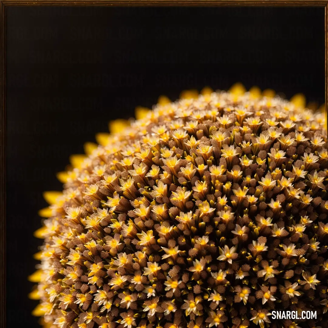Close up of a yellow flower with a black background and a brown frame around it that has yellow flowers
