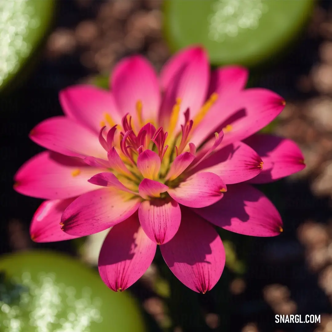 Pink flower with green leaves in the background and a blurry background behind it