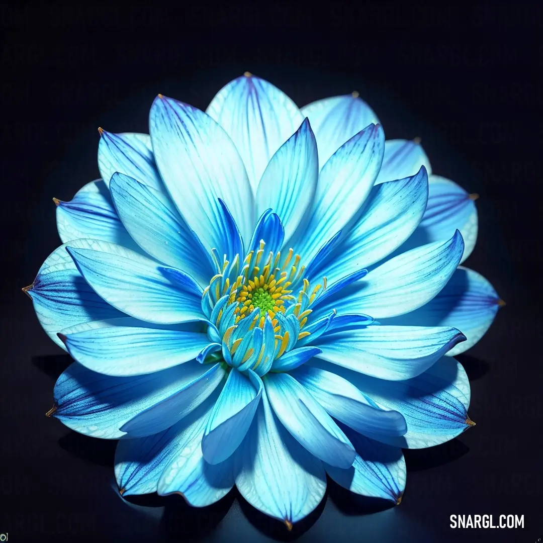 Blue flower is shown on a black surface with a yellow center