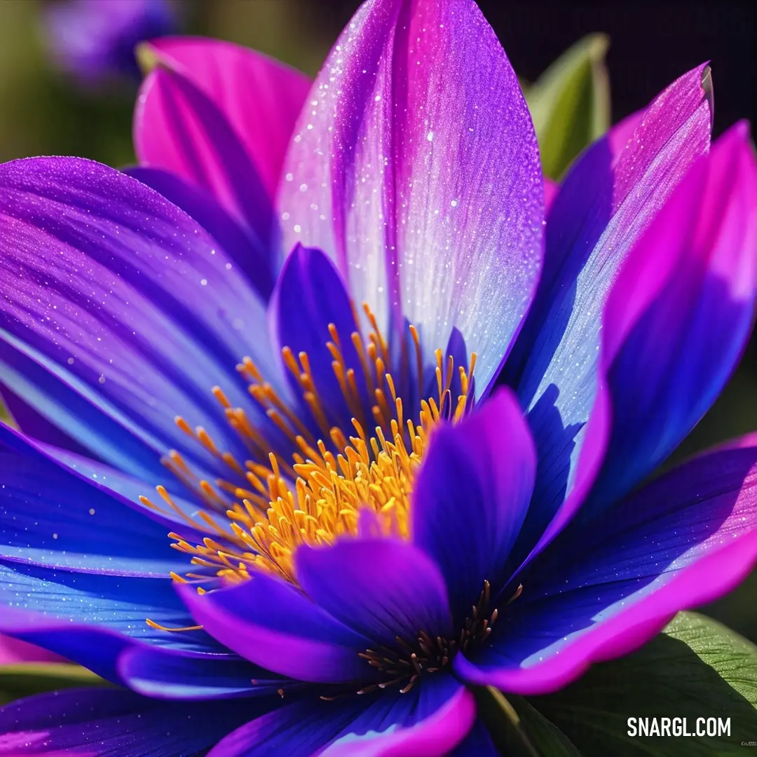 Purple and blue flower with a yellow center and a green leaf in the background with water droplets on it