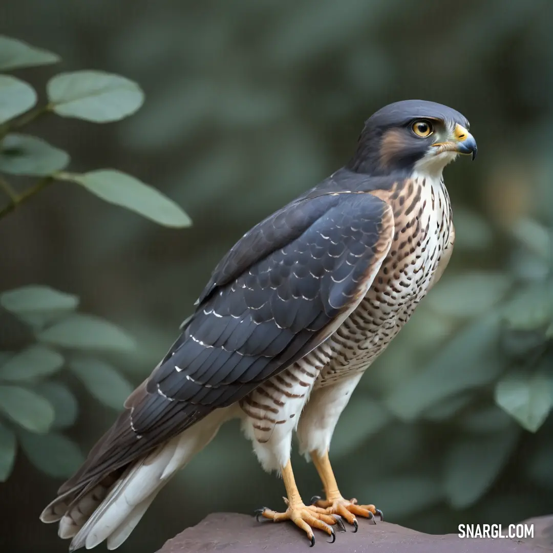A Sparrowhawk of prey stands on a rock in a tranquil forest, surrounded by fallen leaves and thick foliage. The bird's keen eyes are locked onto the surroundings, while the peaceful forest setting offers a sense of harmony.