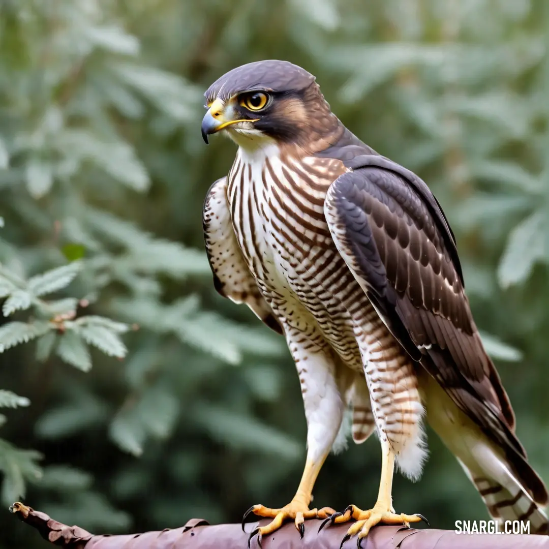 A sparrowhawk rests effortlessly on a branch, perched in front of a dense forest full of trees and bushes, its feathered wings blending into the natural beauty of the woodland environment.