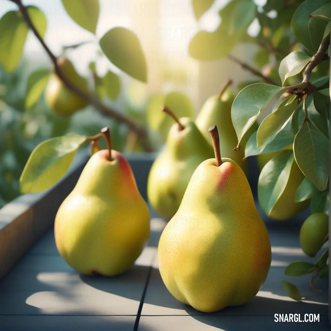 Group of pears on a table next to a tree branch with leaves on it and a window in the background. Color #FADA5E.