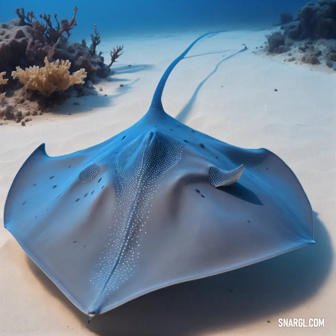 Blue stingfish is laying on the sand under water and corals in the background