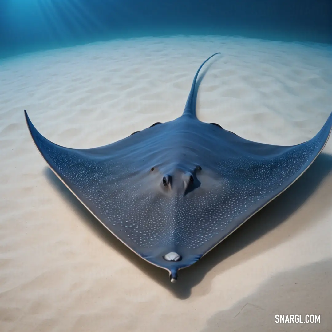 Large sting ray swimming in the ocean water with a sunbeam in the background