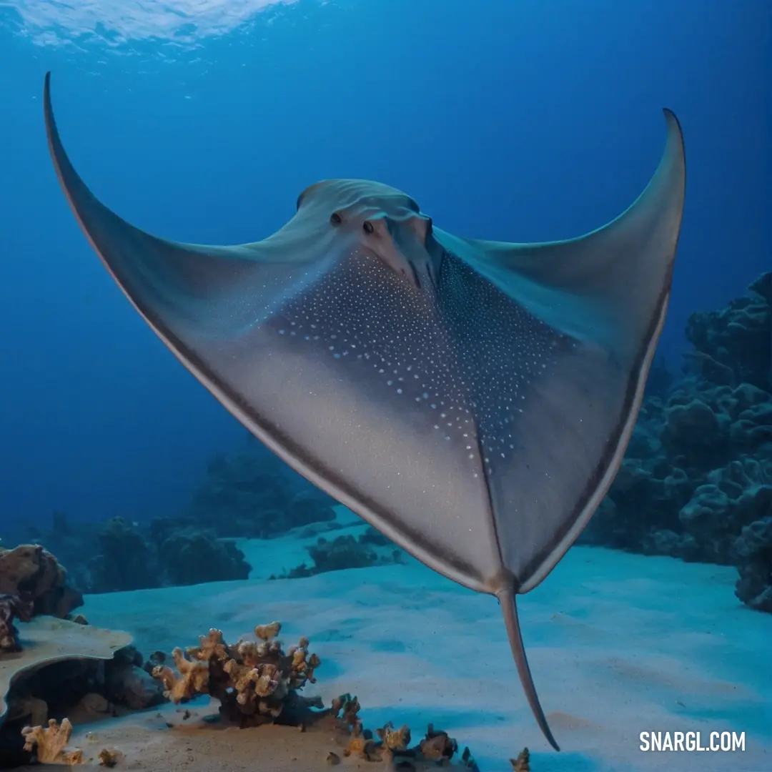 Large stingfish swimming over a sandy bottom in the ocean with a blue sky background