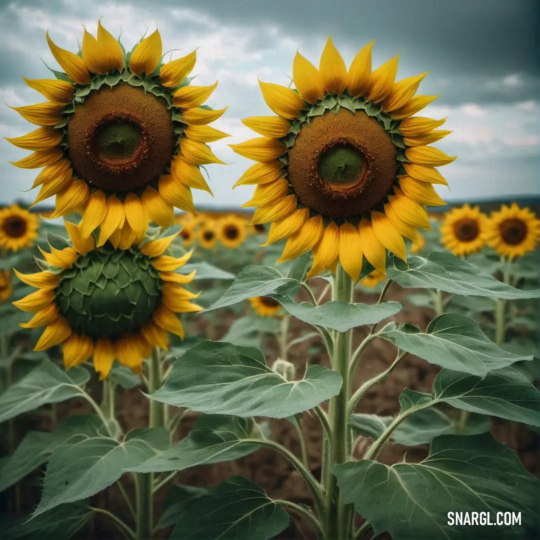 Field of sunflowers with a cloudy sky in the background