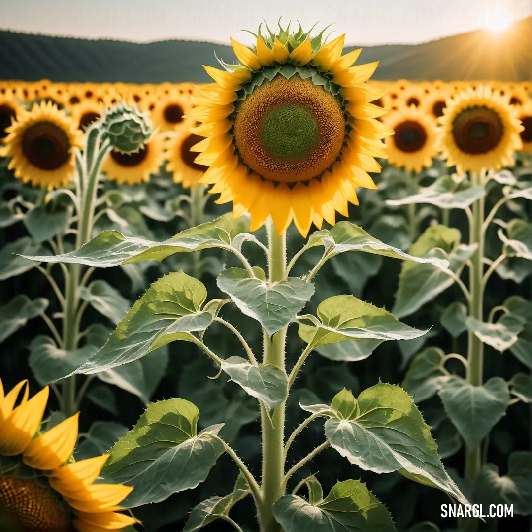 Large field of sunflowers with the sun shining through the leaves