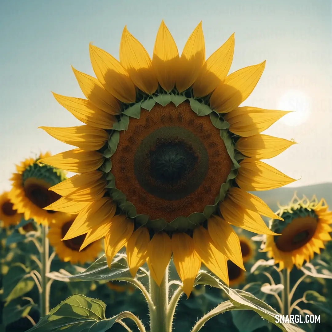 Large sunflower in a field of sunflowers with the sun shining behind it and a blue sky