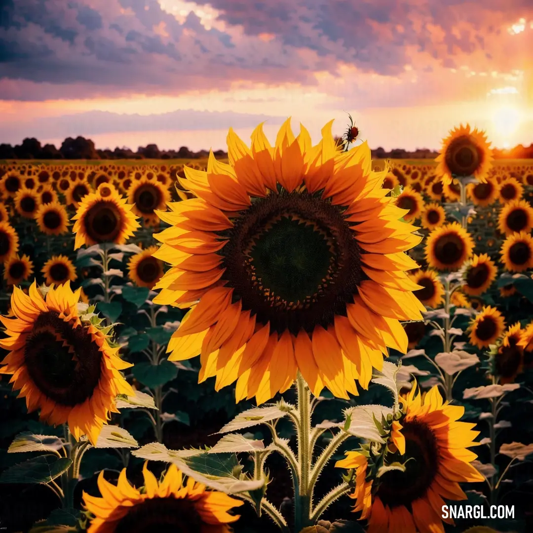 Large sunflower is in a field of sunflowers at sunset with a Sunflower in the distance