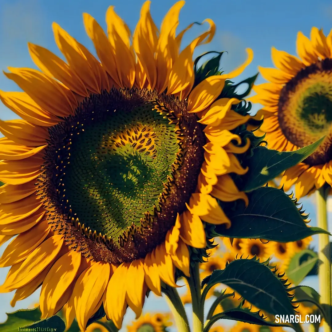 Large sunflower with a bee on its head in a field of sunflowers with a blue sky in the background