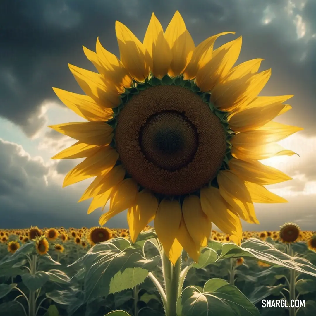 Sunflower in a field of sunflowers under a cloudy sky