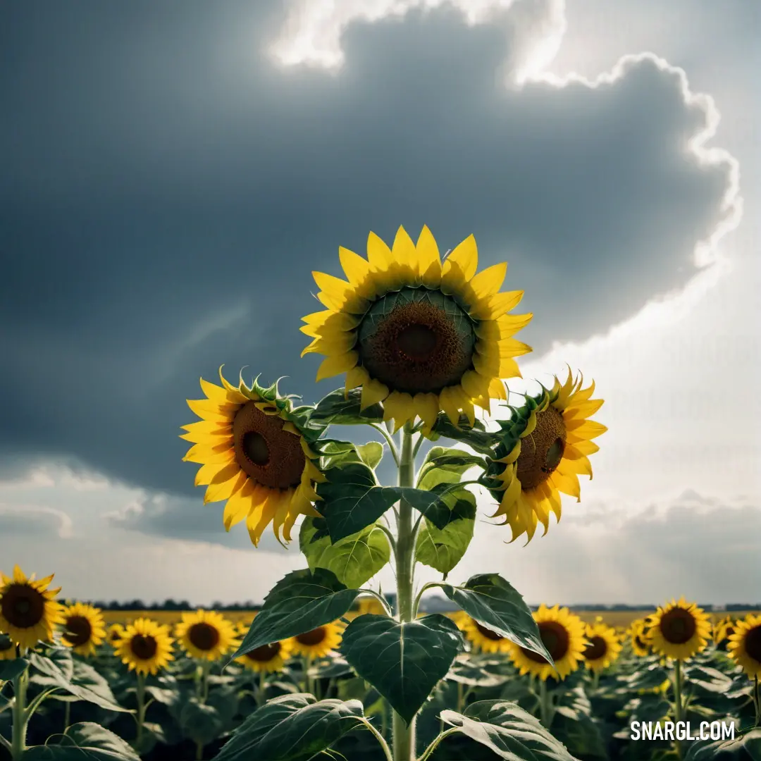 Sunflower is in the middle of a field of sunflowers under a cloudy sky with a few clouds