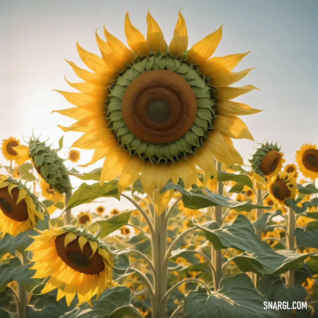 Sunflower is shown in a field of sunflowers with the sun shining behind it and a blue sky